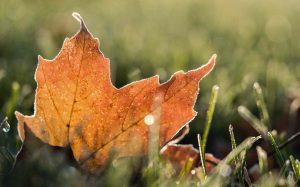 Outono Estação do Ano Para se Casar